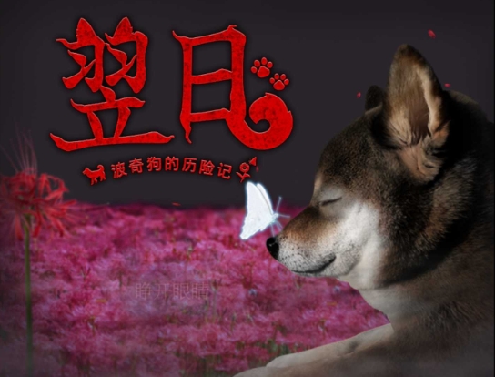 翌日波奇狗的历险记