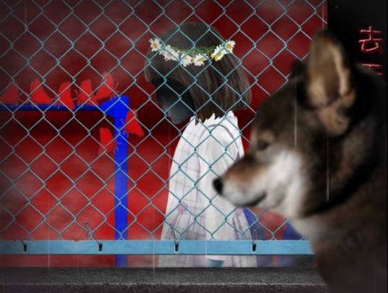 翌日波奇狗的历险记截图3