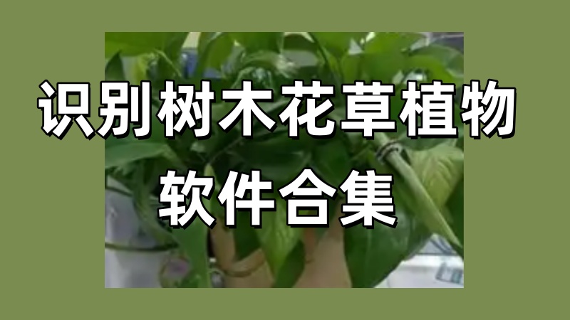 识别树木花草植物软件