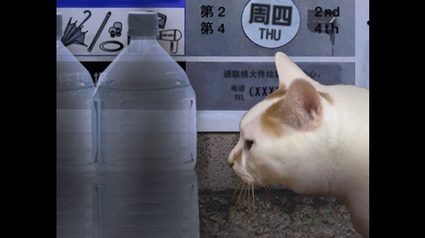 翌日猫之怪奇谭