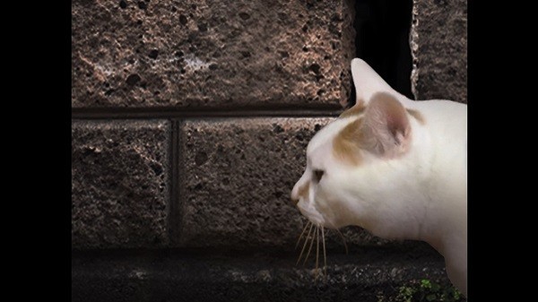 翌日猫之怪奇谭