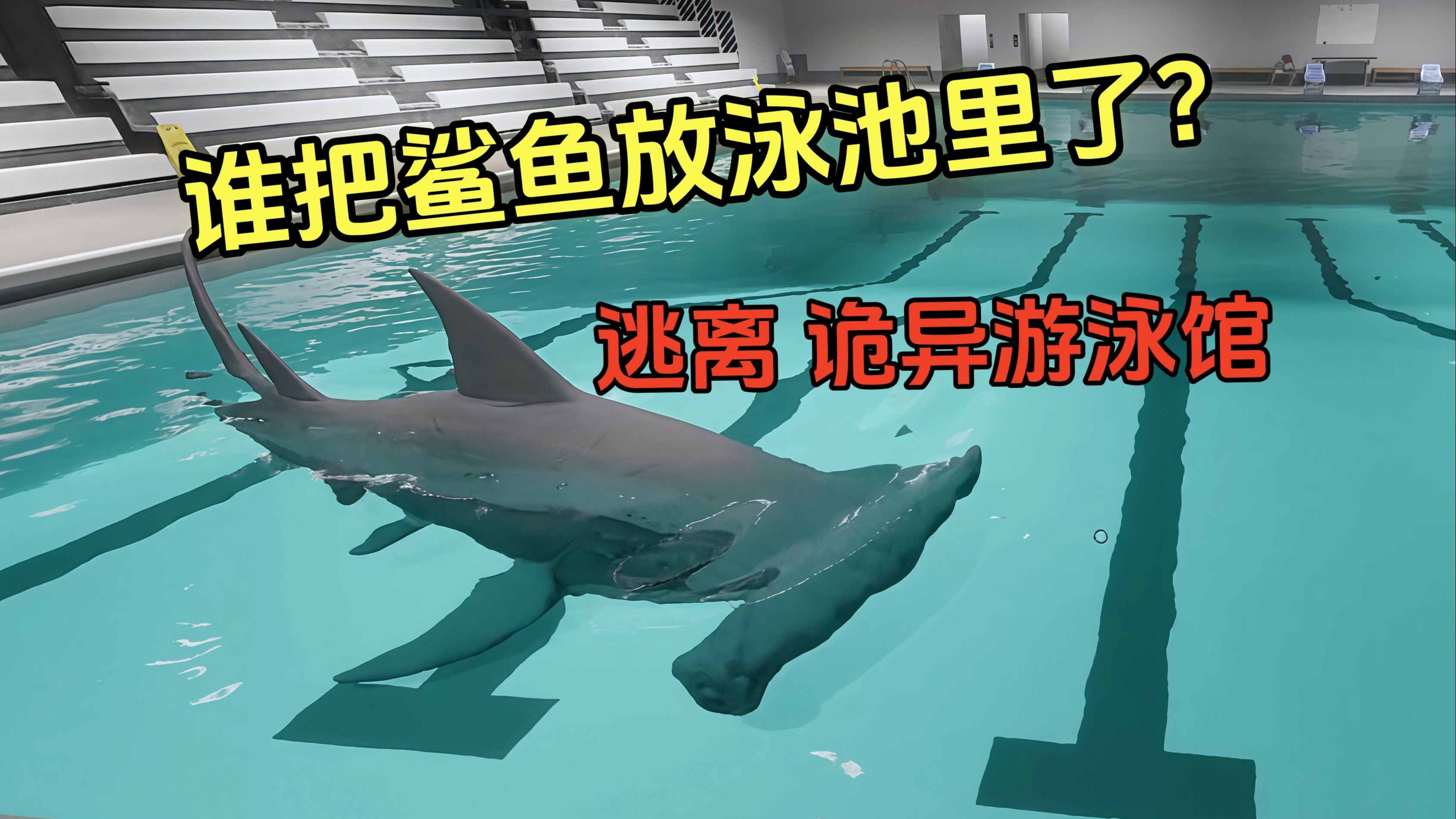 泳池里的鲨鱼