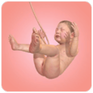 人类进化史手机版