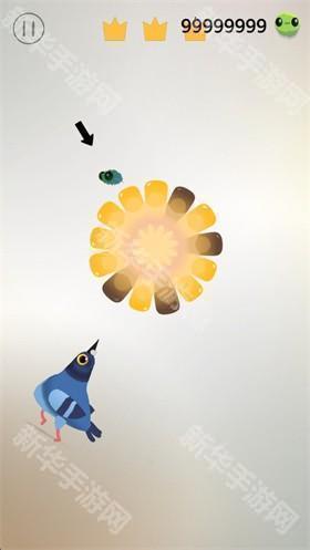 pigeon疯狂的鸽子