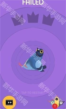 pigeon疯狂的鸽子