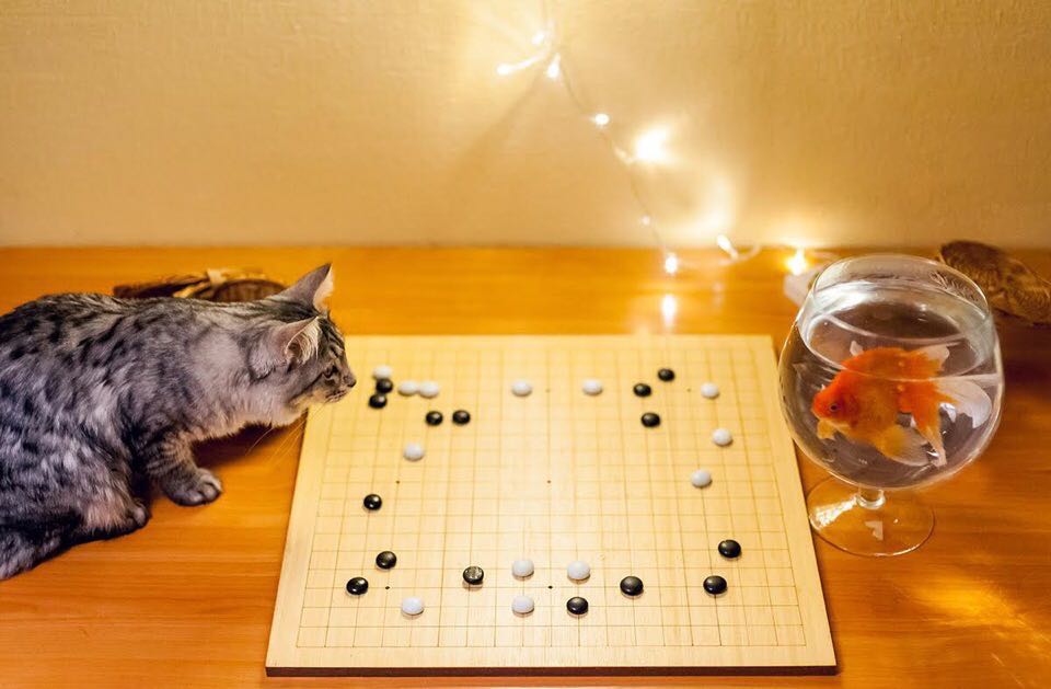 小猫围棋